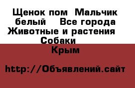 Щенок пом. Мальчик белый  - Все города Животные и растения » Собаки   . Крым